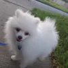 lakipieseklove0