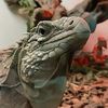 reptilelves
