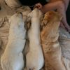 the_pupperones