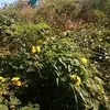 introvertedguy1