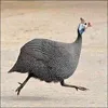 birdie1845