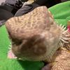 beardie.obsessed.furry