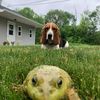 wyatt_the_basset_hound