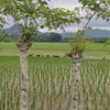 paklongnan80