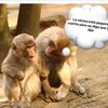 humorychisme2