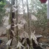 duccanhtrinh