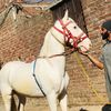 adil_gujjar2
