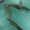 taihaj