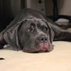 mastiffs_chronicles