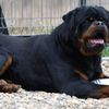 evangelistkennels