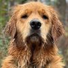goosegoldengirl