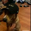 p.fox_272