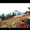 thedaughterofsyria7