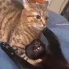 babbaganouush