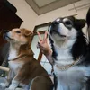 TripleB - Ben🐶 Bull🐶 Bâu🐱