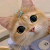 striiaaww