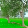 arhamzia013