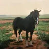 abdelhakrhazi296