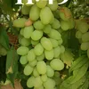 mhamadmahdi655