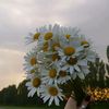 terter_444