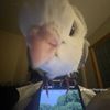 chicken_gardener