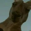 o_clebeer_jr