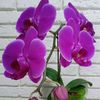 mariya_p1209