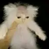 elgatopelado1