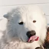samoyede54