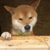 dogebite
