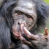 youraverageprimate