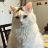 louiethebratcat