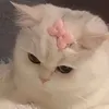 .beeiuoii