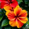 florpalida93dscd