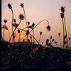 myly_2546