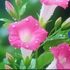 permatabiru018