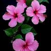 somaiya8374