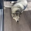 emmipiriki_