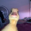 bialy_mis3