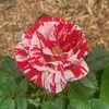 laura28210j