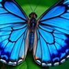 butterflystar08