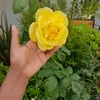 nature.249