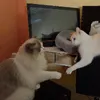 gatoslindosgatos
