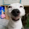jpcantarin