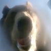 grizzly.bear966