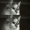 _mamxihiu_