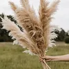 decorepampas