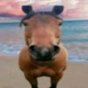 indistellar