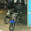 cb_celeng_anggora.001