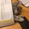 slepptidurwell